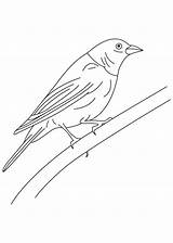 Shiny Cowbird Coloring sketch template