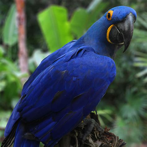 hyacinth macaw  animal spot