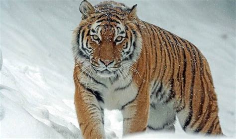 zivotinjsko carstvo sibirski tigar djoledog