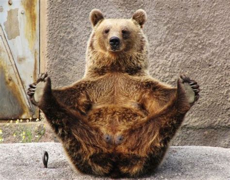 meet the bear that does yoga metro news