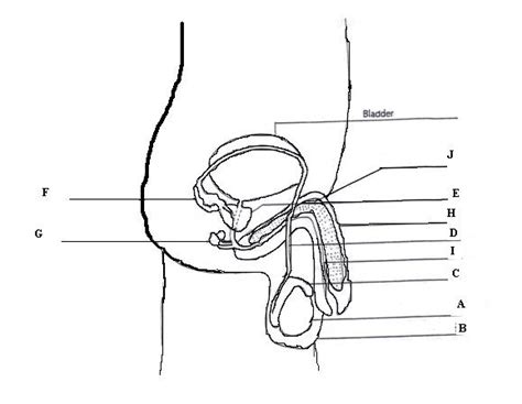 blank diagram of human reproductive systems 32 male reproductive