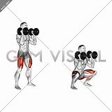 Squat Front Dumbbell Muscles Gymvisual sketch template