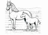 Horse Coloring Pages Mustang Draft Printable Getcolorings Print Shire sketch template