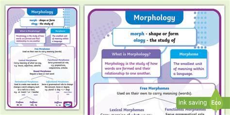 morphology poster teacher  twinkl