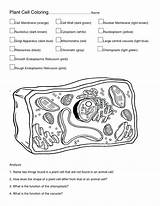 Cell Animal Coloring Worksheet Plant Color Bubakids Cells Pages Diagram Thousand Through Kids Parts Relation Printable Online sketch template