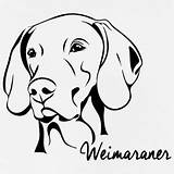 Weimaraner Weimar Vizsla Braque Animal Allemand sketch template