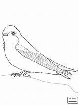 Swallow Coloring Bird Getcolorings Pages Getdrawings sketch template