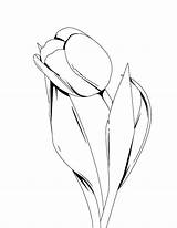 Tulip Drawing Ink Coloring Line Tulips Flower Drawings Simple Pages Pen Illustration Flowers Easy Plant Mandala Designs Artistic Color Clipart sketch template