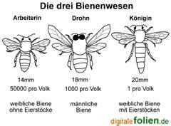 die drei bienenwesen