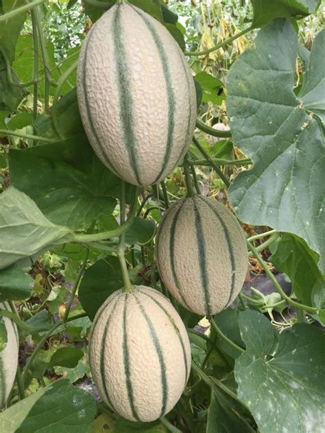 gardening in king tut s time melons were prized for their juice not