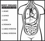 Coloring Body Pages Anatomy Organs Color Organ Learn English Printable Heart Human Kids Clipart Sheets Search Puzzle sketch template