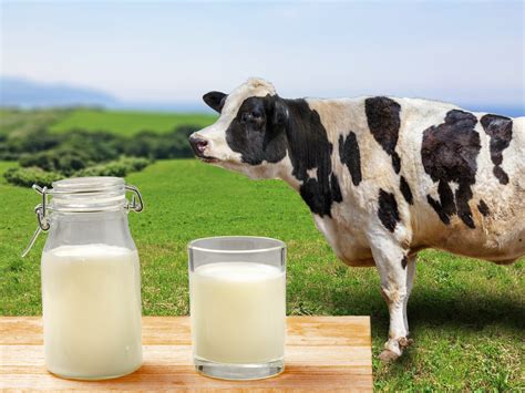 kroger  dairy farmers  buy  milk  give   food banks  motley fool