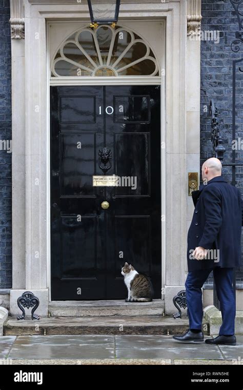 larry   downing street cat  chief mouser   cabinet office   seated