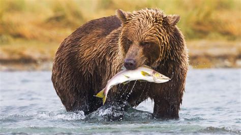 natures  eating competition brown bears