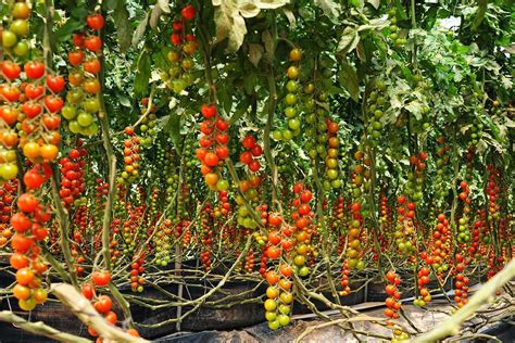 easy steps    grow tomatoes  home