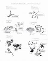 Biology Coloring Worksheets Kingdoms Worksheet Six Pages Activity Sketch Color Printable Choose Board Template sketch template