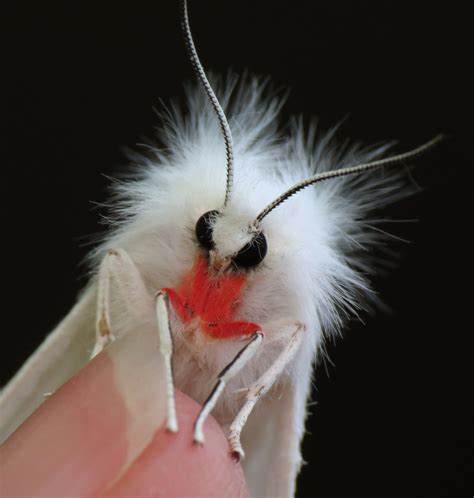 pink legged tiger moth spilosoma latipennis beautiful bugs tiger