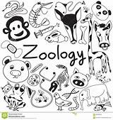 Zoologia Biologia Zoology Animali Biology Diersoort Diverse Varie Icone Specie Scarabocchio Animais Binder Capas Shutterstock sketch template