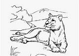 Lioness Coloring Pages Lion Female Drawing Template Getdrawings Books sketch template
