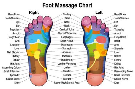foot massage chart diagram reflexology foot chart reflexology