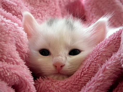 images  cats  pink  pinterest cats white kittens