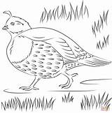 Coloring Quail Pages California Printable Drawing sketch template