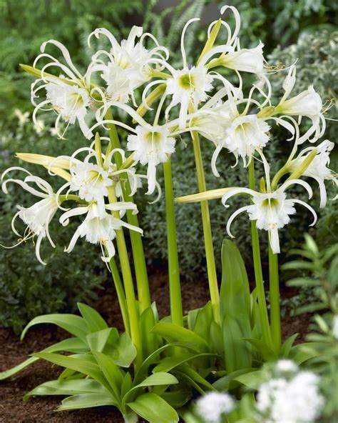 hymenocallis festalis ismene festalis fotografas foro de infojardn