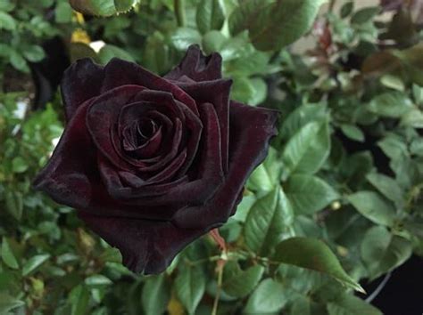12 Types Of Black Flowers In India • India Gardening
