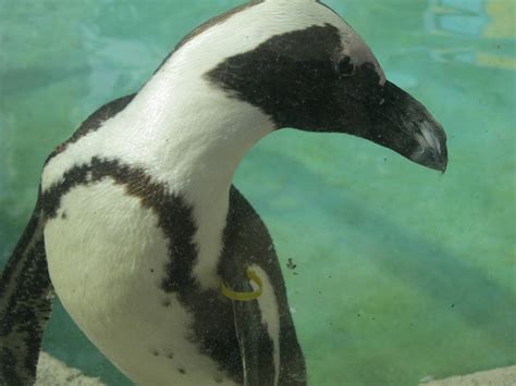beak  nose   penguin zoochat