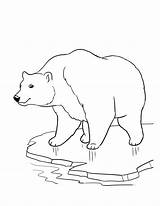 Bear Outline Drawing Polar Getdrawings Bears Color sketch template