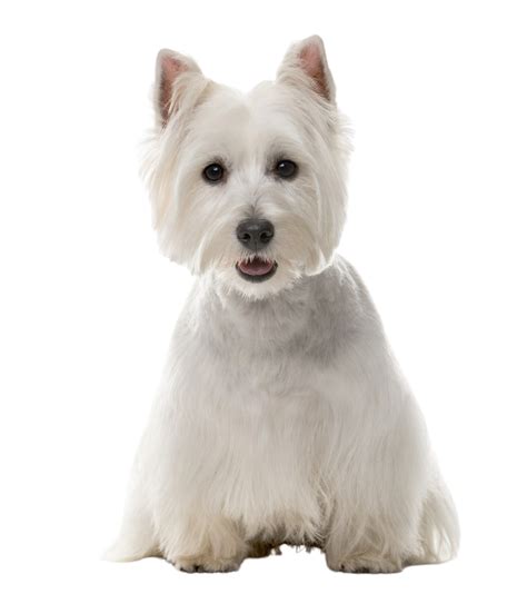 west highland white terrier rassebeschreibung dogbible