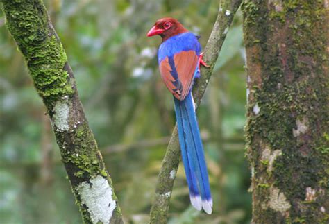 sri lankan endemic birds kahibella lanka blue magpie
