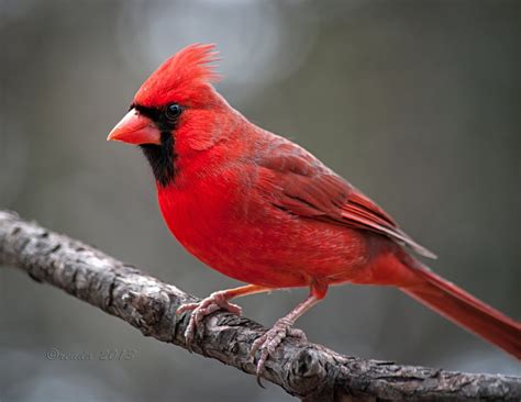 attractive northern cardinals birds