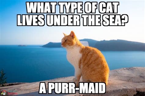 31 cat memes that will make you laugh factory memes