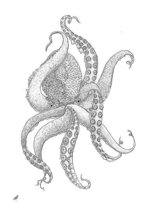octopus drawing  jennystokes  deviantart