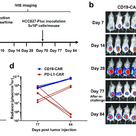 Pd L1 Car T Cells Kill Nsclc Cells In A Pd L1 Dependent Manner A Flow