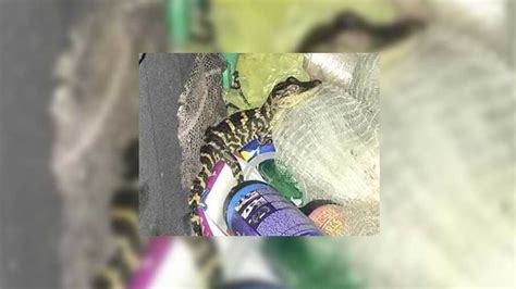 florida woman pulls alligator out of her pants during traffic stop