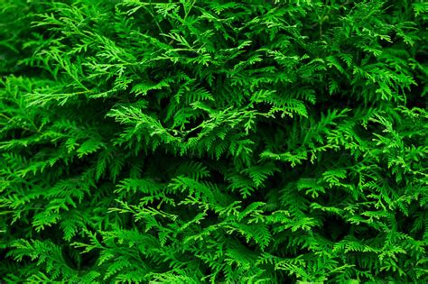 green natural background featuring nature background  texture nature stock