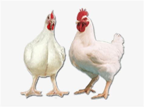 gambar kartun ayam petarung