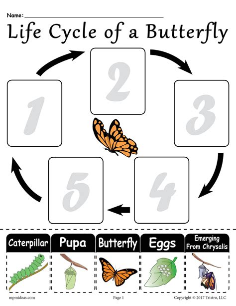 life cycle   butterfly worksheet label