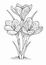 Coloring Crocus Pages Flower Flowers Vintage Drawing Printable Drawings Sheets Spring Petscribbles Adult Line Supercoloring Sketches Patterns Para Colouring Adults sketch template