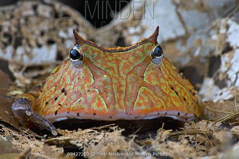 minden pictures amazon horned frog ceratophrys cornuta brownsberg