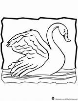 Coloring Swan Animal Jr sketch template