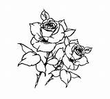Malvorlagen Ausmalbilder Rosen Ausdrucken Blumenbilder sketch template