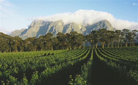 wine tasting  south africas winelands vogue