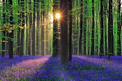 spring  forest  belgium   blue wonderland