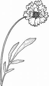 Carnation Coloring Pages Flower Single Supercoloring sketch template