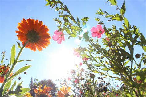 stock photo  blumen blumenwiese bunt