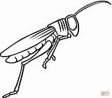 Grasshopper Locust Colorir Konik Gafanhotos Cavalletta Coloring4free Gafanhoto Insects Grasshoppers Malowanka Designlooter sketch template