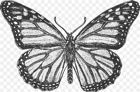 monarch butterfly coloring book colouring pages insect png xpx